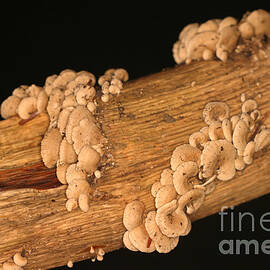 Luminescent Mushroom Panellus Stipticus by Ted Kinsman