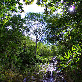 Manoa Rainforest Skylight by Kevin Smith