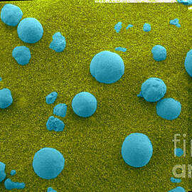 Martian Soil by NASA/Science Source