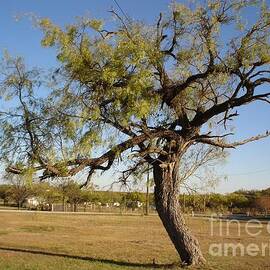 Mesquit tree Strawn TX
