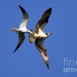Mid-Air Attack by Michael Dawson