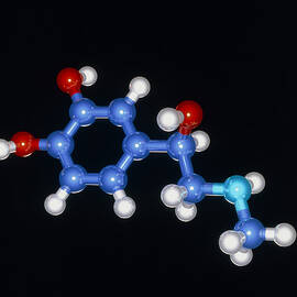 Molecular Model Of The Hormone Adrenaline
