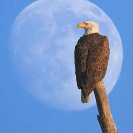 Moon Eagle by Jack Nevitt