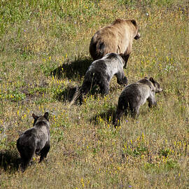 Mother Grizzly Bear 3 Cubs Many Glacier in Glacier N. P. -2 by Paul Cannon