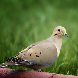 Mourning Dove by Bill and Linda Tiepelman