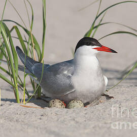 Nesting Common Tern by Clarence Holmes