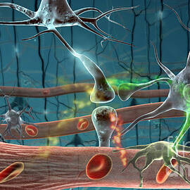 Neurons by Science Source