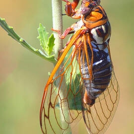 Noisy Cicada