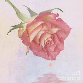 One drop of love by John Edwards