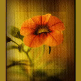 Orange Pansy by Bonnie Bruno