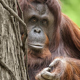 Orangutan by Wade Aiken