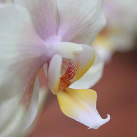 Orchid II