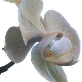 Orchids 1 by Mike McGlothlen