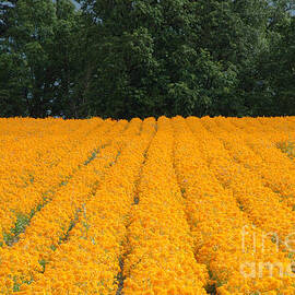 Oregon orange field