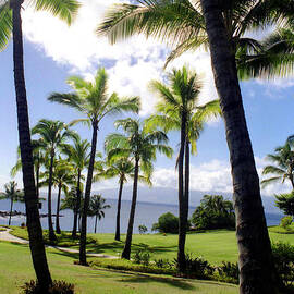 Palm trees in Hawaii