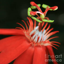 Passiflora vitifolia - Scarlet Red Passion Flower by Sharon Mau