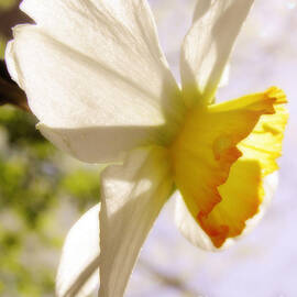 Pastel Daffodil