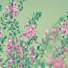 Pastel in my garden by Kornrawiee Miu Miu