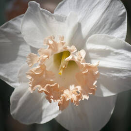 Peach Ruffle Square 1 by Teresa Mucha