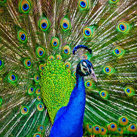 Peacock Display by Mark Andrew Thomas