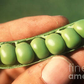 Peapod by Science Source