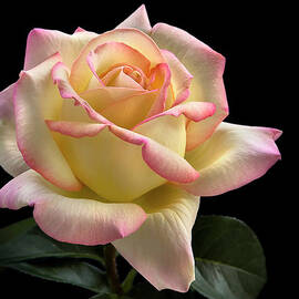 Perfect Rose by Endre Balogh