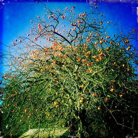 Persimmon Tree by Suzanne Lorenz