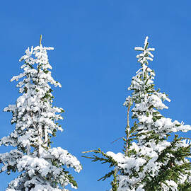 Pines in Winter at Mt. Rainier by Twenty Two North Photography