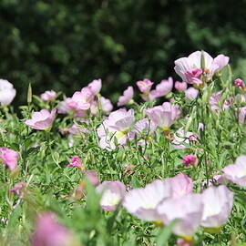 Pink Evening Primrose