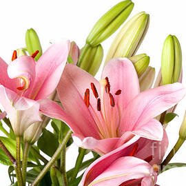 Pink Lilies 04 by Nailia Schwarz