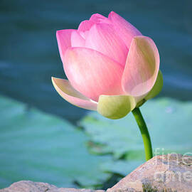 Pink Lotus 2 by Julie Palencia