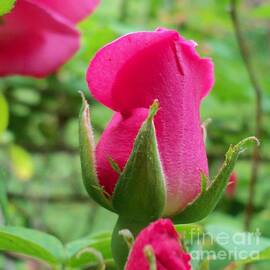 Pink Rose Bud