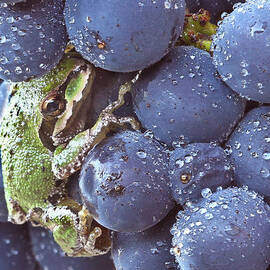 Pinot hitchhiker by Jean Noren