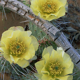 Plains Pricklypear Opuntia by Tim Fitzharris