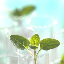 Plant Research, Conceptual Image