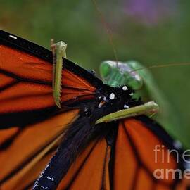 Praying- Mantis Lunch by Joy Bradley