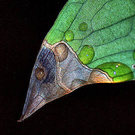 Predator Leaf by Irma BACKELANT GALLERIES