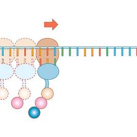 Protein Synthesis, Artwork