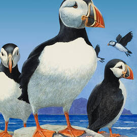 Puffins by R B Davis