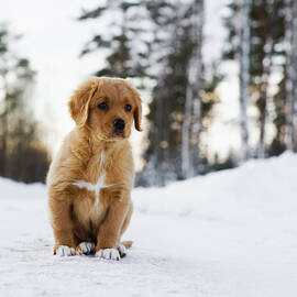 Puppy In Winter by Roine Magnusson