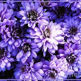 Purple Blue Chrysanthemums with Oil Painting Effect