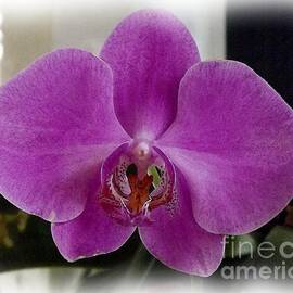 Purple Orchid