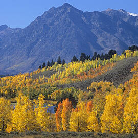 Quaking Aspen Forest In Autumn by Tim Fitzharris