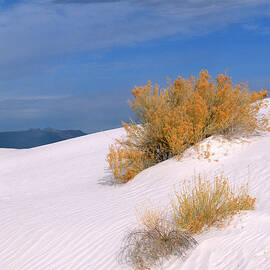 Windswept - White Sands National Monument by Sandra Bronstein