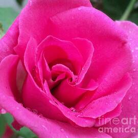 Rain Beaded Pink Rose