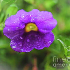 Raindrop on a Common Violet 