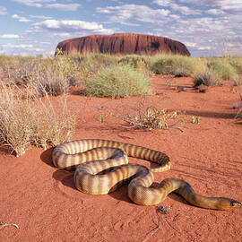 Ramsays Python Aspidites Ramsayi by Michael & Patricia Fogden