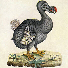 Raphus Cucullatus, Extinct Dodo Bird by Science Source