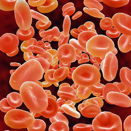 Red Blood Cells, Sem