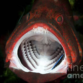 Red Grouper With Open Mouth And Cleaner by Mathieu Meur